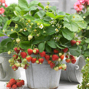 草莓盆栽阳台庭院四季食用植物带盆土果树室内纯天然奶油草莓苗