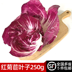 新鲜红菊苣叶子250g 落地红球生菜新鲜蔬菜沙拉食材西餐配菜