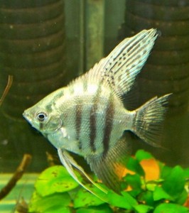 韩国墨燕黑神仙鱼秘鲁神仙 观赏鱼燕鱼成鱼种鱼鱼大8cm燕鱼成鱼燕