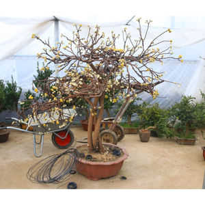 园艺结香花苗庭院种植吉祥爱情树结香花盆景造型梦里花树盆栽耐