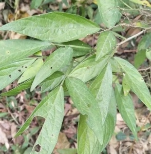 野生饿蚂蟥草湖南深山纯野饿蚂蝗山蚂蝗草现挖包邮