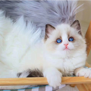 猫咪活物布偶猫幼猫纯种蓝眼睛活体海双布娃娃猫异瞳小仙女猫幼崽