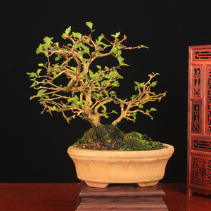 日本香枫极小叶三角枫三角枫盆景素材荒皮性盆栽