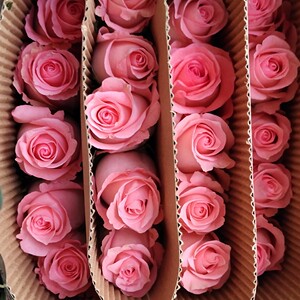 高端稀有玫瑰 花型好 开放度佳vivian96751450