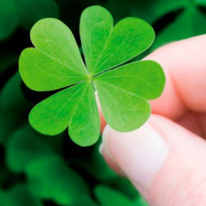 四叶草种子幸运草包邮