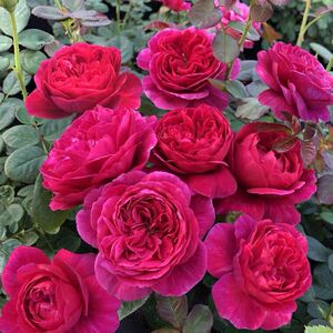 伊芙系列月季大花浓香 嫁接根接扦插酒窖婚礼之路乙女心飞溅紫苑