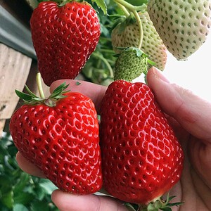 新鲜水果丹东东港九九草莓甜草莓红颜牛奶草莓 三斤装顺丰