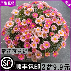 玛格丽特花苗花卉盆栽阳台庭院花园植物小雏菊爆花菊花优选姬小菊