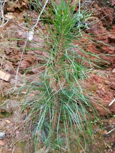 现挖野生新鲜松树根茎马尾针松树根松木陈旧根松树瘤松树疙瘩包邮