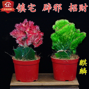 多肉植物彩麒麟盆栽花卉阳台绿植室内客厅镇宅招财旺宅玉麒麟盆景