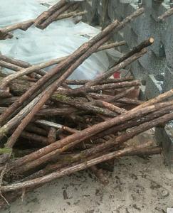 山木香老桩山木香月季蔷薇玫瑰直杆独杆多头老桩高杆树对节春季.