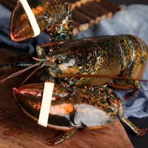 大龙虾8斤