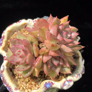 香妃多肉 群生多肉植物稀有品种办公室桌面盆栽 昆明初笕园艺