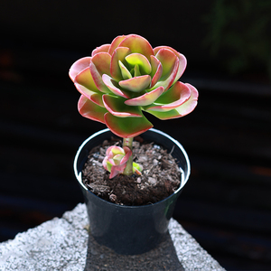 肉肉植物红梅稀有品种贵货罕见多肉植物精品盆栽组合花卉大颗好养