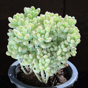 多肉天使之泪老桩