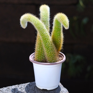 90151人付款淘宝绯花玉开