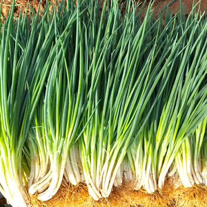 四川小香葱种籽