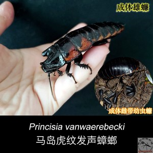 马达加斯加虎纹发声蟑螂 宠物马岛蟑螂活体群居实验教学素材包邮