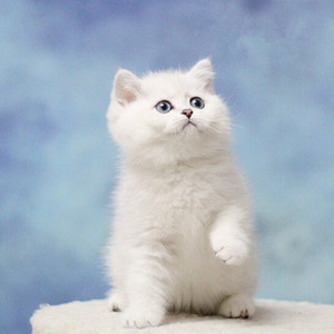 英短银渐层猫纯种金渐层猫银渐层猫白色短毛猫英短猫宠物猫咪活物