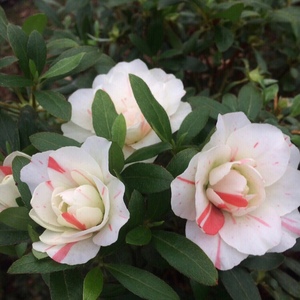 五宝绿珠重瓣同株多色花系稀有名贵皋月品种杜鹃花盆栽耐寒耐热花