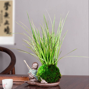 菖蒲植物水生苔藓球盆景菖蒲草水培小绿植室内随手香水养昌蒲盆栽