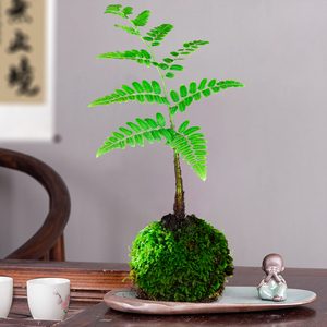 蕨类盆景植物一叶蕨苔藓球办公室桌面小绿植室内好养易活水培盆栽