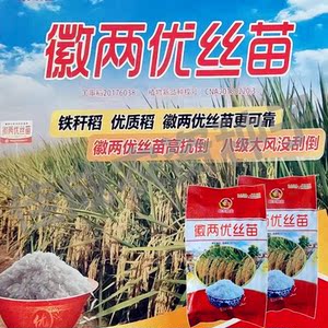 徽两优丝苗水稻稻谷种子优质杂交高产抗病米优一季稻500g原装包邮