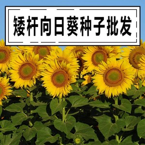 向日葵种子观赏食用切花向日葵花种籽葵花籽油葵矮秆室内外盆栽孑