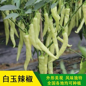 秋白辣椒