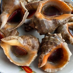 500g/ ≈8只 北京闪送 鲜活小海螺 大连水产海鲜 新鲜辣螺 大海螺