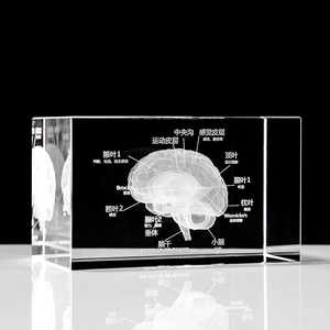 大脑器官水晶激光内雕3d立体模型摆件定制医院教学活动纪念品定制