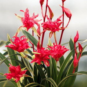 兰花苗 建兰四季兰富贵临门 矮种金边浓香型花卉办公室内绿植盆栽