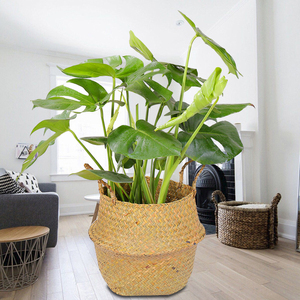 春羽龟背竹盆栽搬新家吸甲醇室内客厅卧室卫生间办公室大型绿植