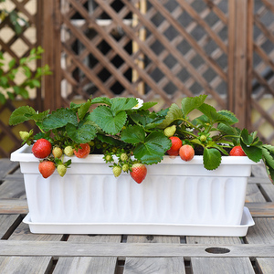 适合种草莓的花盆盆栽太阳花阳台种菜专用泡沫箱花盆塑料的种植