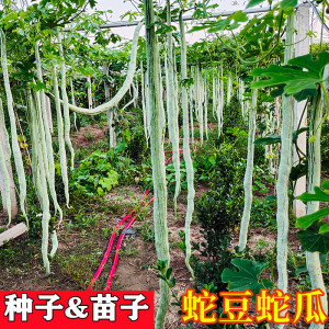蛇豆苗蛇瓜秧苗蛇豆角种苗蛇豆豆角种子爬藤蔬菜种子种籽阳台盆栽