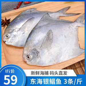 东海银鲳鱼新鲜鲜活海鲜野生大鲳鱼舟山白鲳鱼平鱼冷冻宝宝辅食鱼