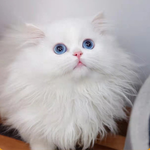 纯种金吉拉猫纯白幼猫矮脚拿破仑曼基康白色小猫咪宠物猫幼崽活物