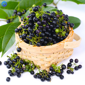 新鲜龙葵果非野生500克东北黑天天黑悠悠黑呦呦黑星星端罕见水果y