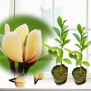 含笑花树苗 含笑花盆栽 含笑花 含笑花苗 含笑梅