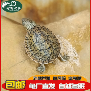 我有大头 巨头蛋龟 巨头龟龟苗老版巨头苗巨头蛋深水宠物龟