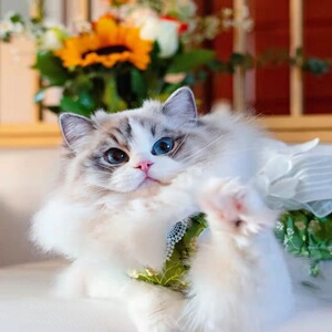 神魄袭风灵猫汉尚华莲猫笑猫日记塔顶上的猫就是爱和猫咪宅在家腼因猫