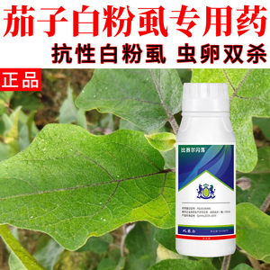茄子白粉虱专治杀虫剂白飞虱特效药专用农药联菊啶虫脒杀虫杀卵