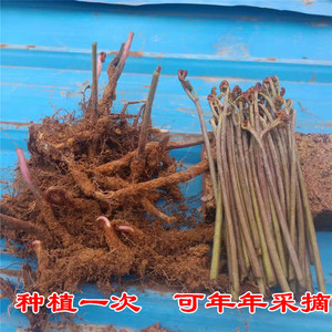 山野菜种子蕨菜种苗种根拳头菜庭院龙头菜种籽多年生阳台蔬菜