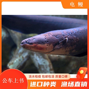 电鳗鱼苗活体 南美洲电鳗鱼苗黑鬼鳗鱼发电机 淡水鱼观赏鱼
