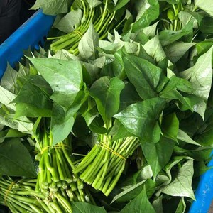 红薯叶新鲜四川蔬菜农家种植番薯叶现摘嫩尖地瓜叶带箱5斤包邮