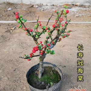80佰花园林1淘宝实物 西府海棠老桩 垂丝海棠中型庭院盆景 复色海棠