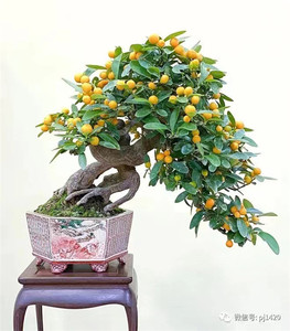 金豆盆景掌上微型观果素材提根小品金豆四季绿植盆栽