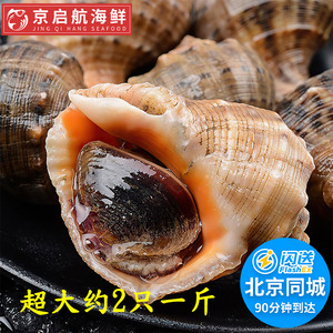 约2只一斤海螺鲜活超大特大北京闪送新鲜海鲜鲜活田螺花螺香螺