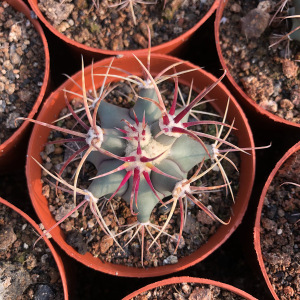 江守玉开花实生仙人球籽播多肉植物盆栽办公室内阳台庭院