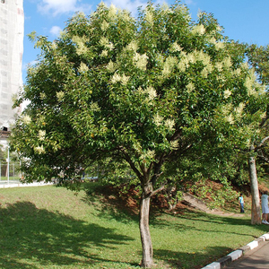 大叶女贞树四季